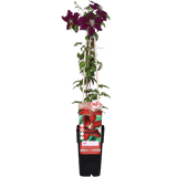 Livraison plante - Clematite niobe - ↨65cm - Ø15 - plante d'extérieur fleurie grimpante