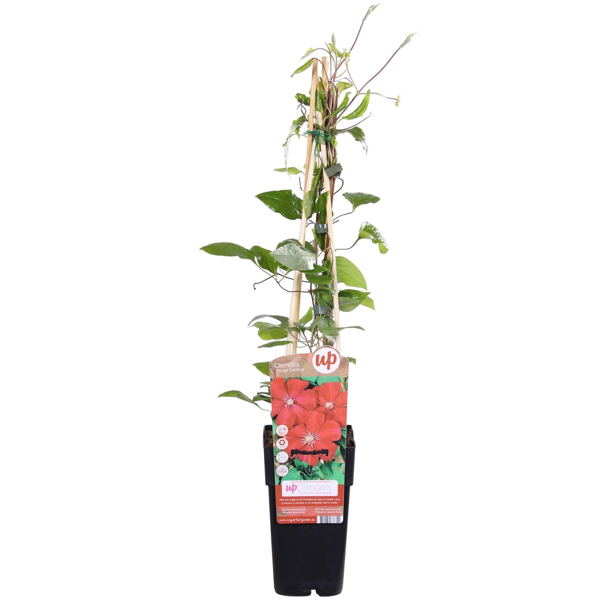 Livraison plante - Clematite Rouge Cardinal - ↨65cm - Ø15 - plante d'extérieur fleurie grimpante