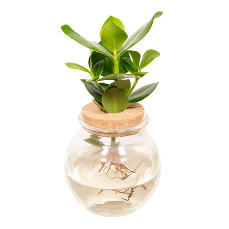 Livraison plante - Clusia en hydroculture et son vase en verre et son bouchon de liège - h30cm, Ø12cm