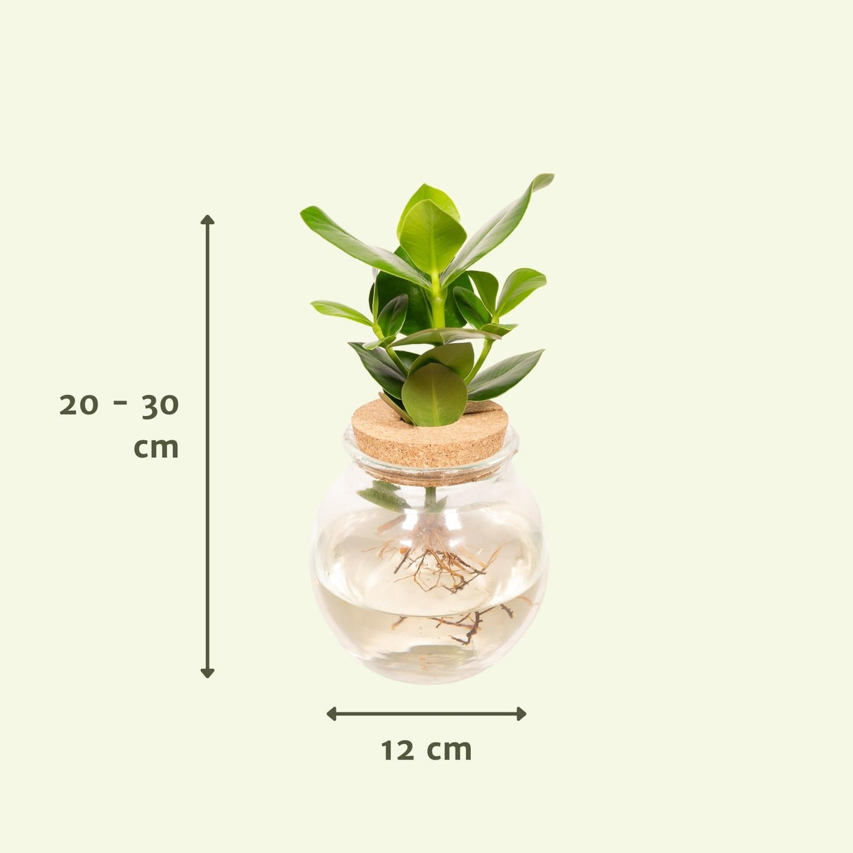 Livraison plante - Clusia en hydroculture et son vase en verre et son bouchon de liège - h30cm, Ø12cm