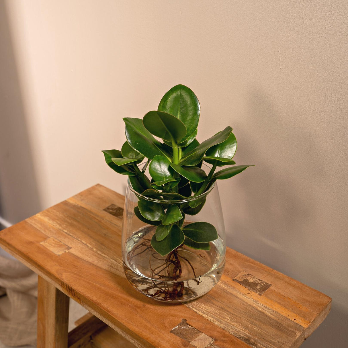 Livraison plante - Clusia en hydroculture et son vase en verre - h30cm, Ø12cm