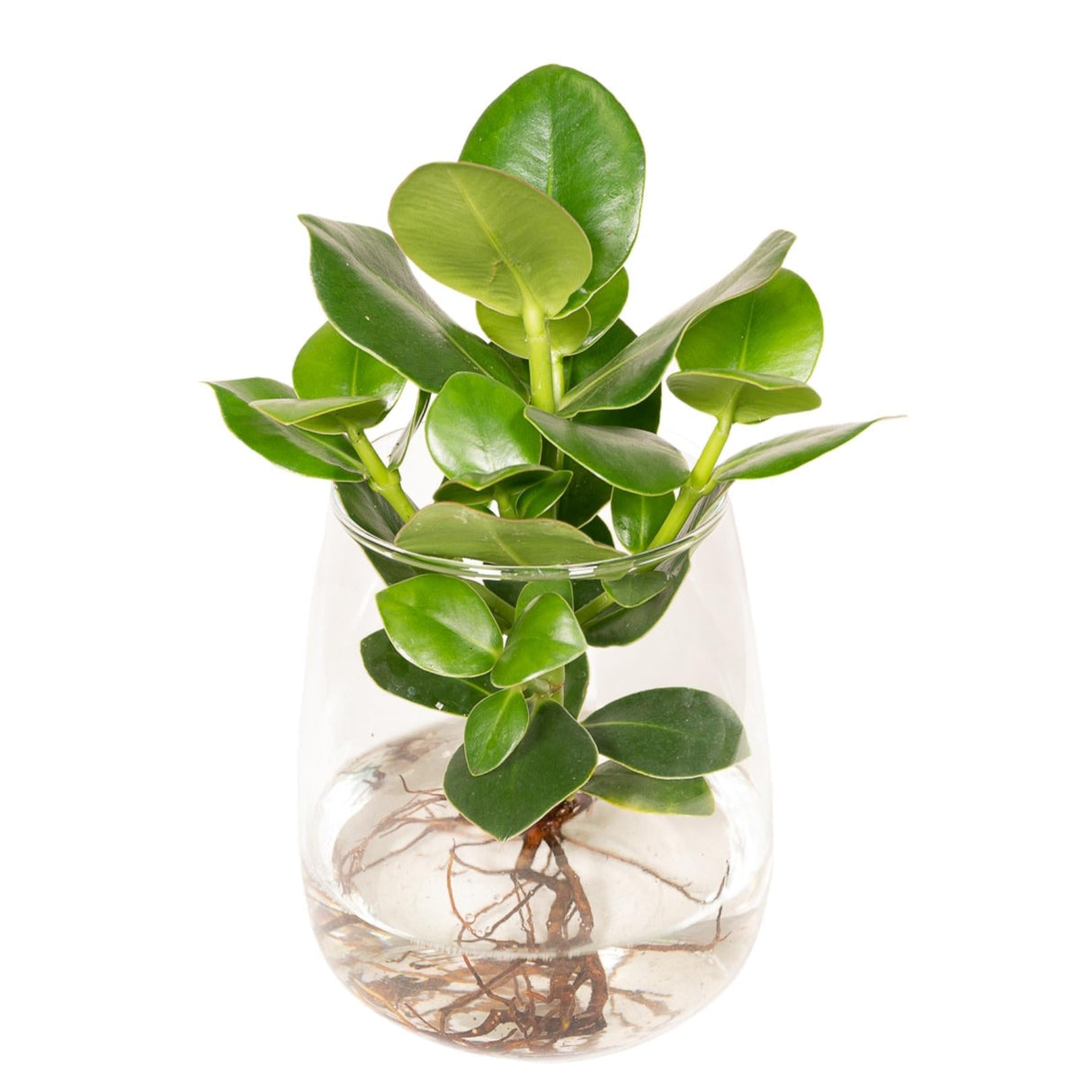 Plante d'intérieur - clusia en hydroculture et son vase en verre - h30cm,  ø12cm 30cm