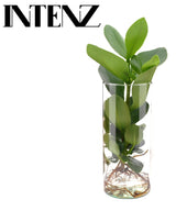 Livraison plante - Clusia In Cylinder Glas - Levertijd: 24 Uur