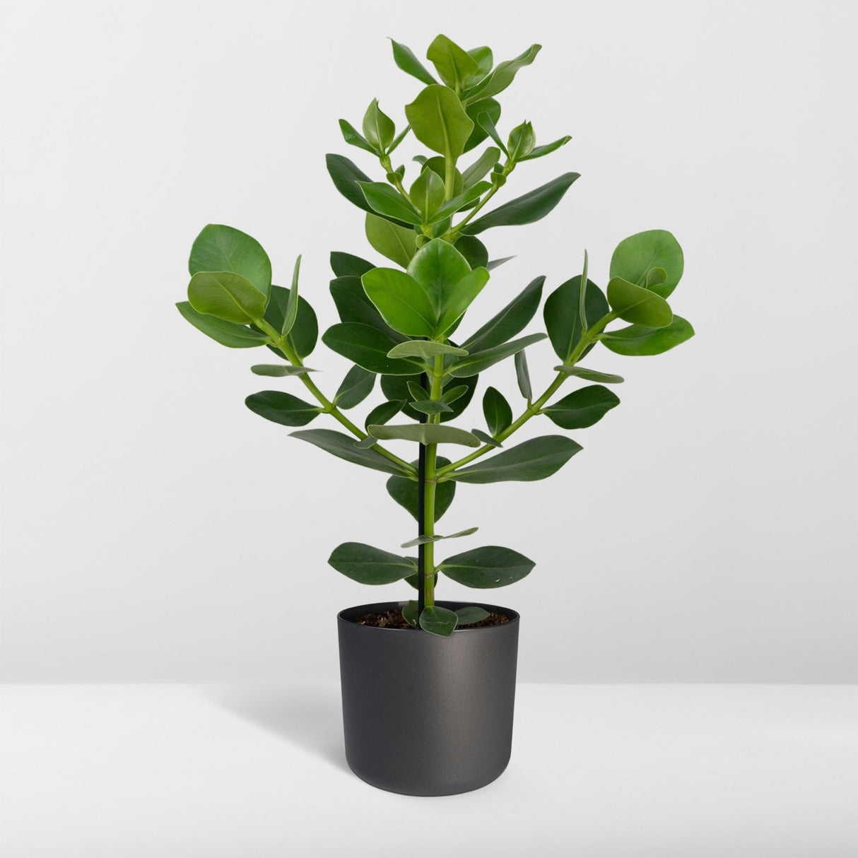Livraison plante - Clusia Princess - h60cm, Ø12cm - plante d'intérieur