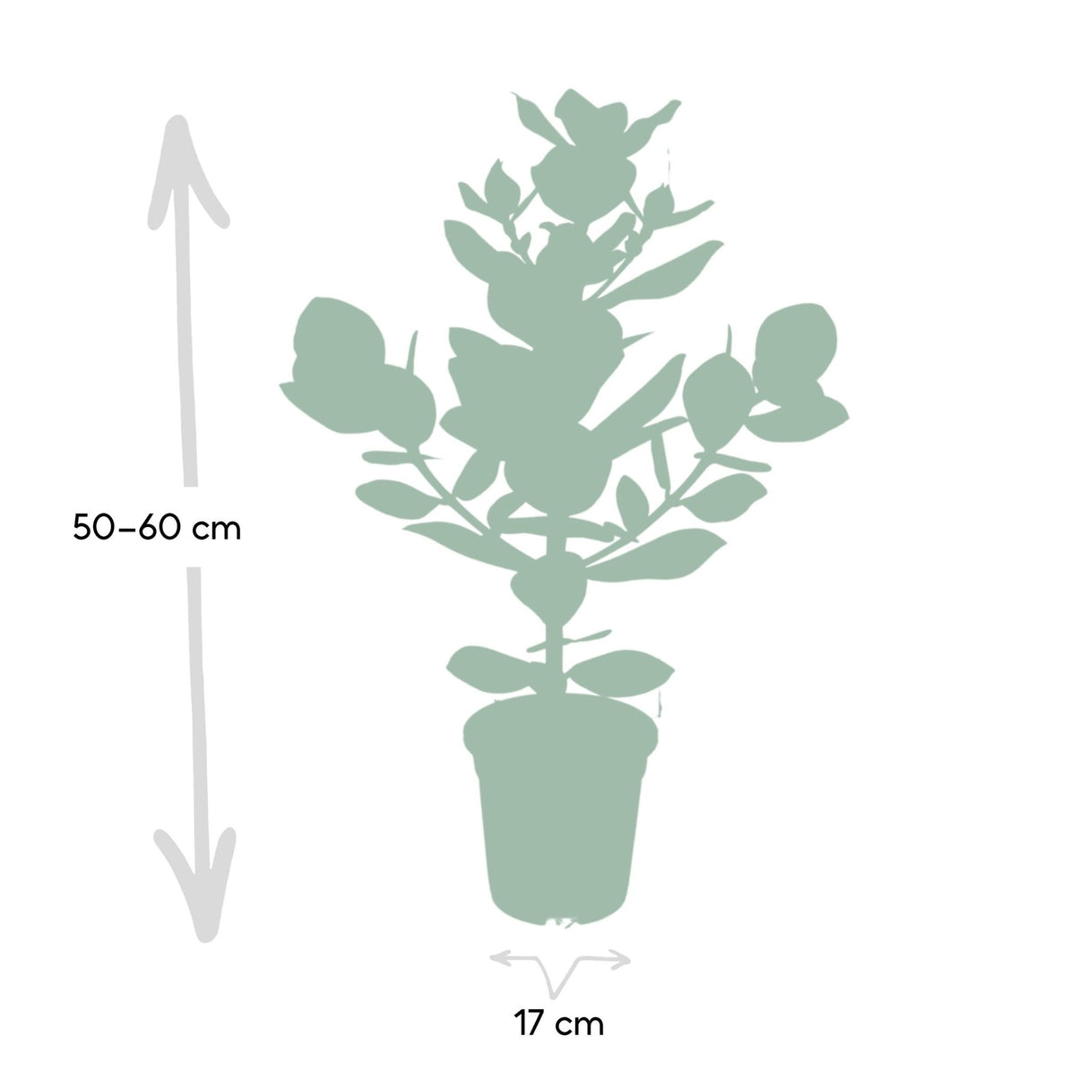Livraison plante - Clusia Princess - h60cm, Ø12cm - plante d'intérieur