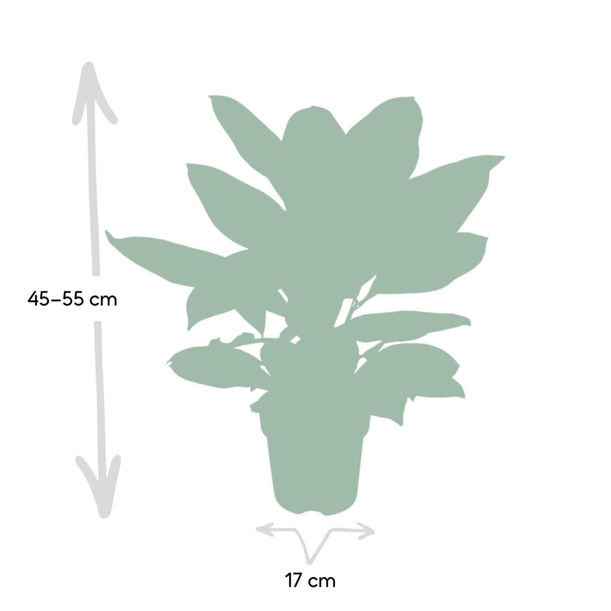 Livraison plante - Codiaeum Petra Croton - h45cm, Ø17cm - plante d'intérieur