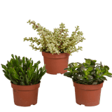 Livraison plante - Crassula, box de 3 plantes - h15cm, Ø10,5cm - plantes d'intérieur