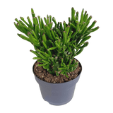 Livraison plante - Crassula Gollum - h27cm, Ø17cm - plante d'intérieur succulente
