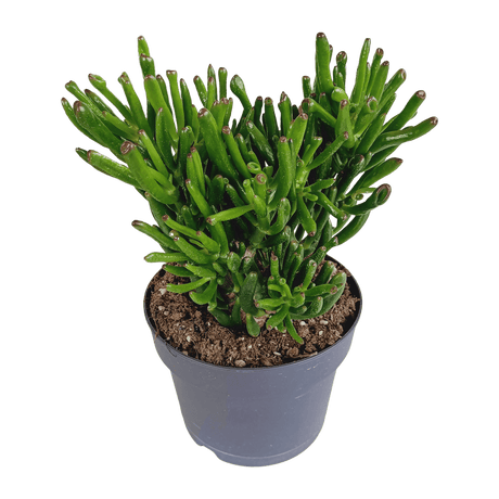 Livraison plante - Crassula Gollum - h27cm, Ø17cm - plante d'intérieur succulente