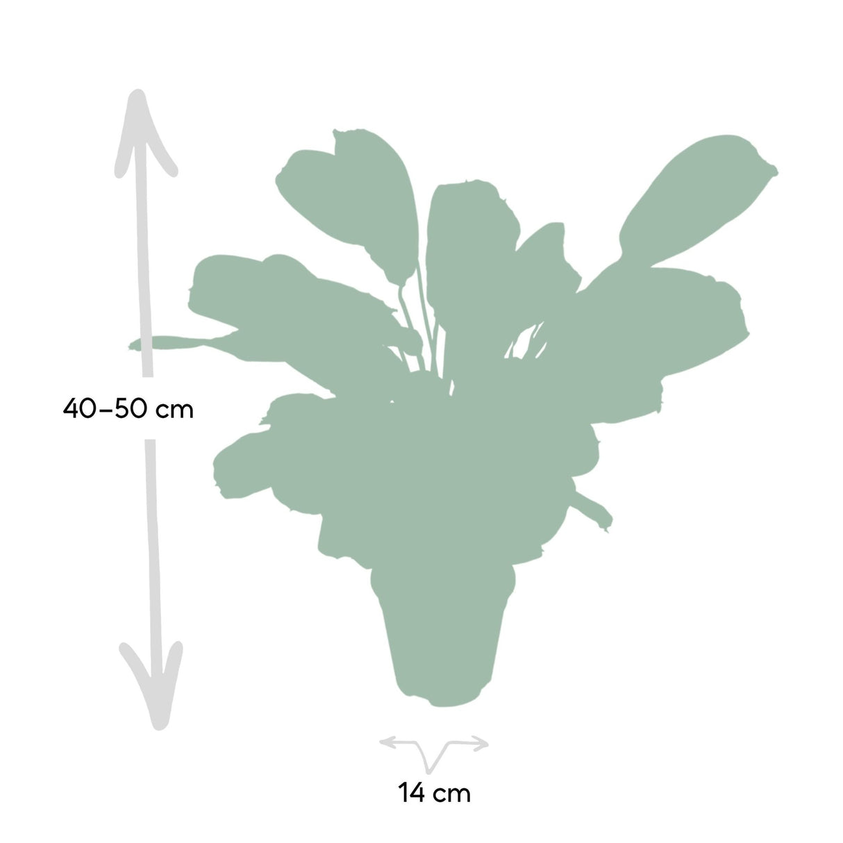 Livraison plante - Ctenanthe Lovable - h25cm, Ø14cm - plante d'intérieur