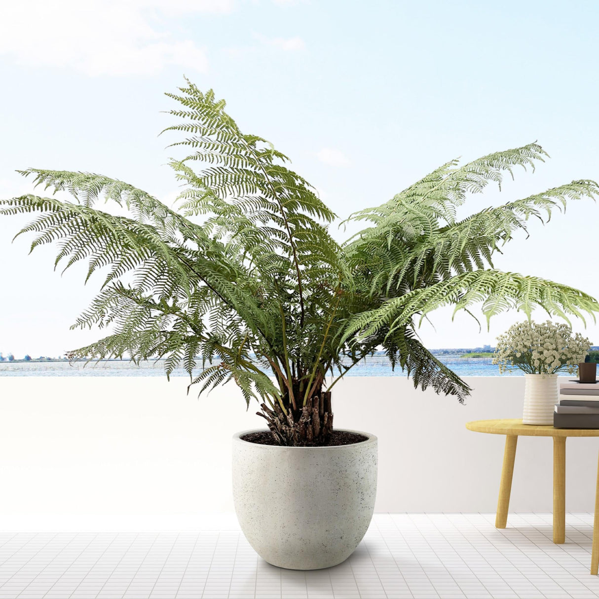 Livraison plante Dicksonia Antarctica - Fougère arborescente