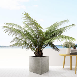 Livraison plante Dicksonia Antarctica - Fougère arborescente
