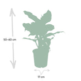 Livraison plante - Dieffenbachia Mars - h50cm, Ø17cm - plante d'intérieur