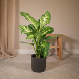 Livraison plante - Dieffenbachia Mars - h50cm, Ø17cm - plante d'intérieur