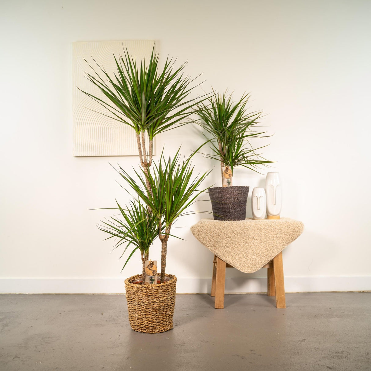 Livraison plante - Dracaena duo de plantes - plantes d'intérieur