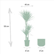 Livraison plante - Dracaena et son cache-pot effet rouille - h120cm, Ø21cm - très grande plante d'intérieur