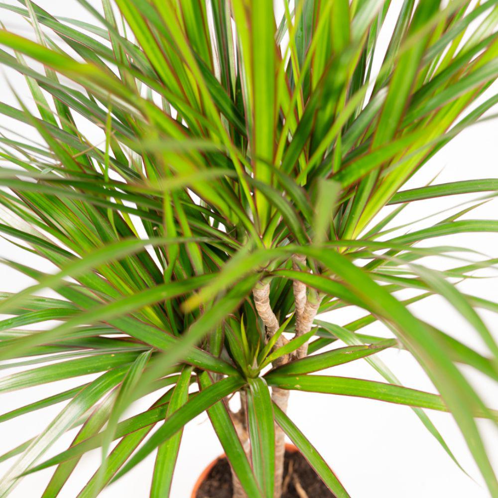 Einzigartige Dracaena: Zimmerpflanze mit natürlichem Korb – 58 Zeichen – La  Green Touch