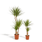 Livraison plante - Dracaena et son panier naturel - h120cm, Ø21cm - très grande plante d'intérieur