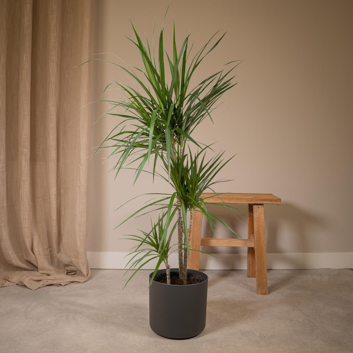 Livraison plante - Dracaena Marginata - h115cm, Ø21cm - très grande plante d'intérieur