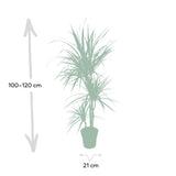 Livraison plante - Dracaena Marginata - h115cm, Ø21cm - très grande plante d'intérieur