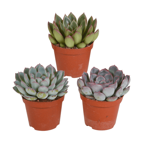 Livraison plante - Echeveria, box de 3 plantes - h12cm, Ø8,5cm - plantes d'intérieur