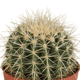 Livraison plante - Echinocactus Grusonii - h20cm, Ø12cm - plante d'intérieur facile d'entretien