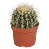 Livraison plante - Echinocactus Grusonii - h20cm, Ø12cm - plante d'intérieur facile d'entretien