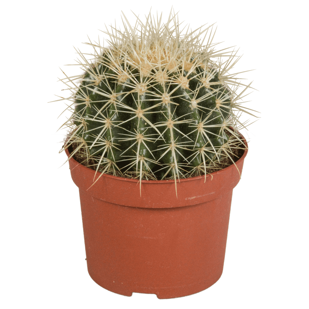 Comment tailler un cactus de Noël: 12 étapes