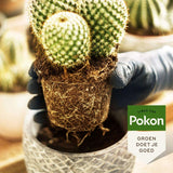 Livraison plante - Engrais cactus et succulentes - 250ml