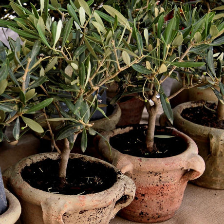 Livraison plante - Engrais méditerranéen - 40L