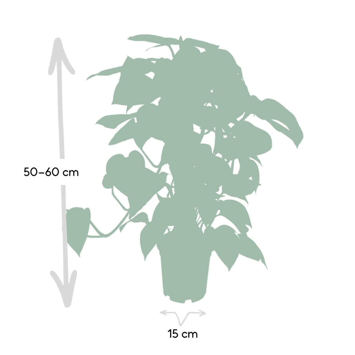 Livraison plante - Epipremnum Aureum et son tuteur - h60cm, Ø15cm - plante d'intérieur tombante