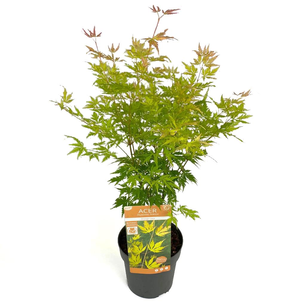 Livraison plante - Erable Acer palm. 'Orange Lace'®