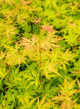 Livraison plante - Erable Acer palm. 'Orange Lace'®