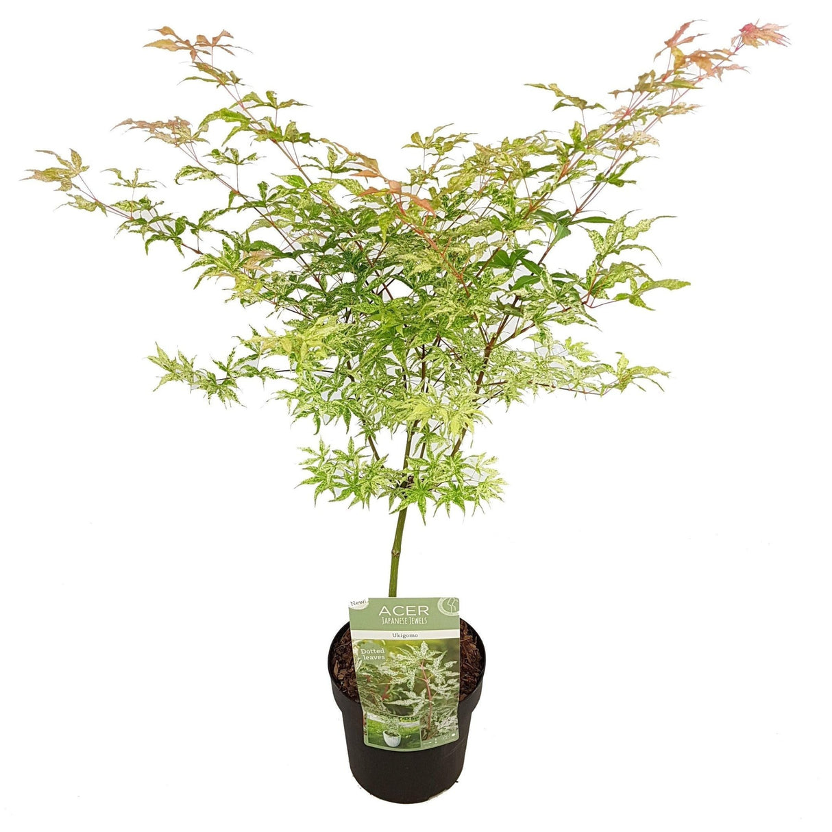 Livraison plante - Erable du japon - ↨30cm -ø19cm - plante d'extérieur