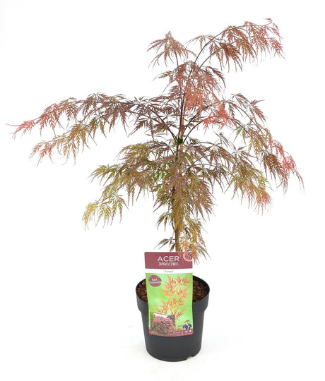 Livraison plante - Erable du Japon - Acer 'Garnet'