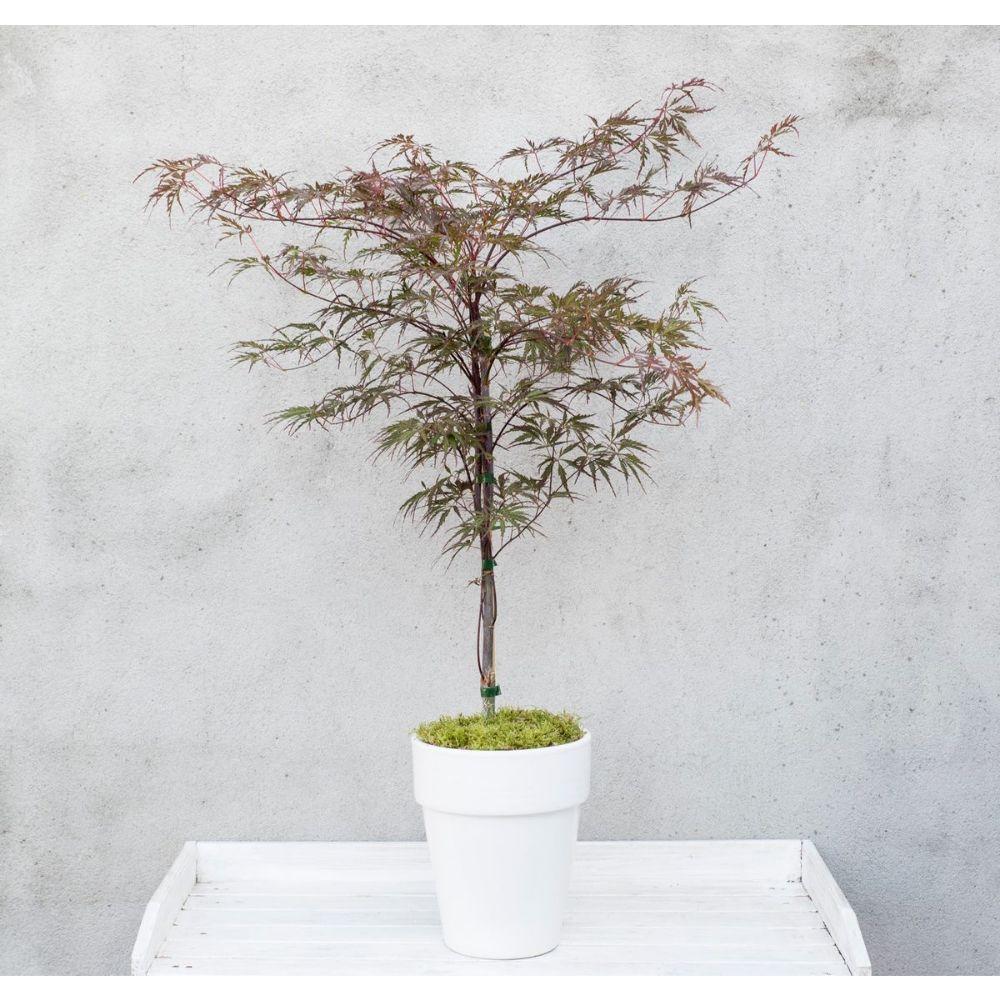 Livraison plante - Erable du Japon - Acer 'Garnet'
