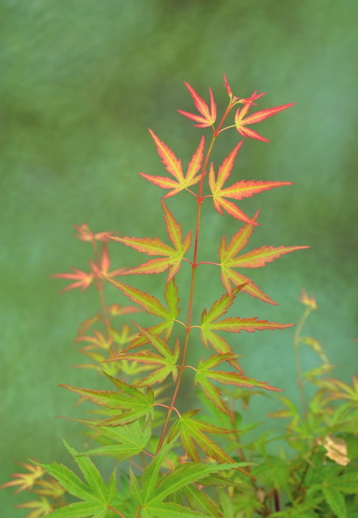 Livraison plante - Erable du japon - Acer 'Wilson's Pink Dwarf' - ↨40cm - Ø19cm - extérieur