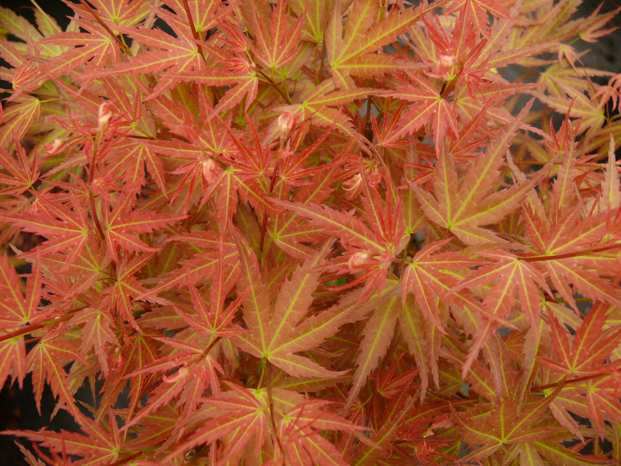 Livraison plante - Erable du japon - Acer 'Wilson's Pink Dwarf' - ↨40cm - Ø19cm - extérieur