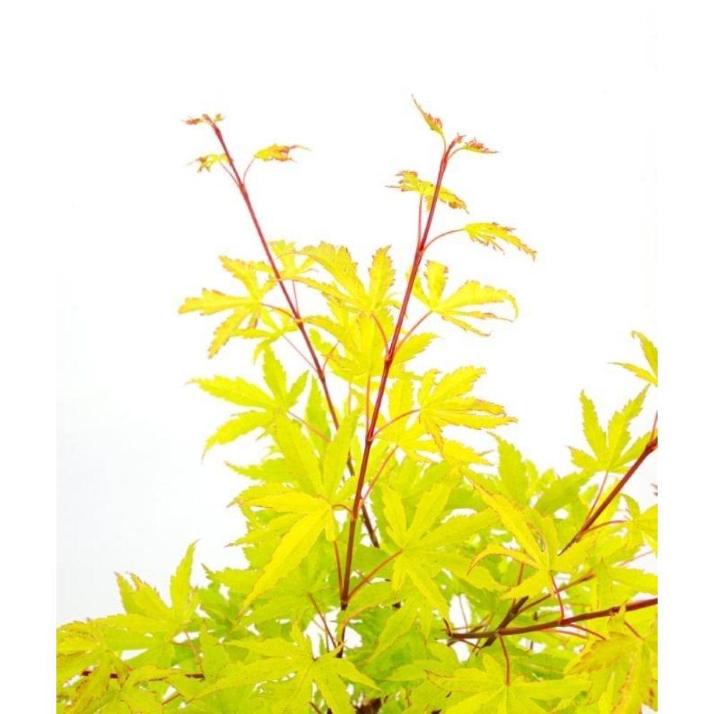 Livraison plante - Erable du japon 'Anne Irene'® - ↨40cm - Ø19cm - plante d'extérieur