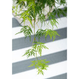 Livraison plante - Erable du japon 'Dissectum' - ↨40cm - Ø19cm - plante d'extérieur