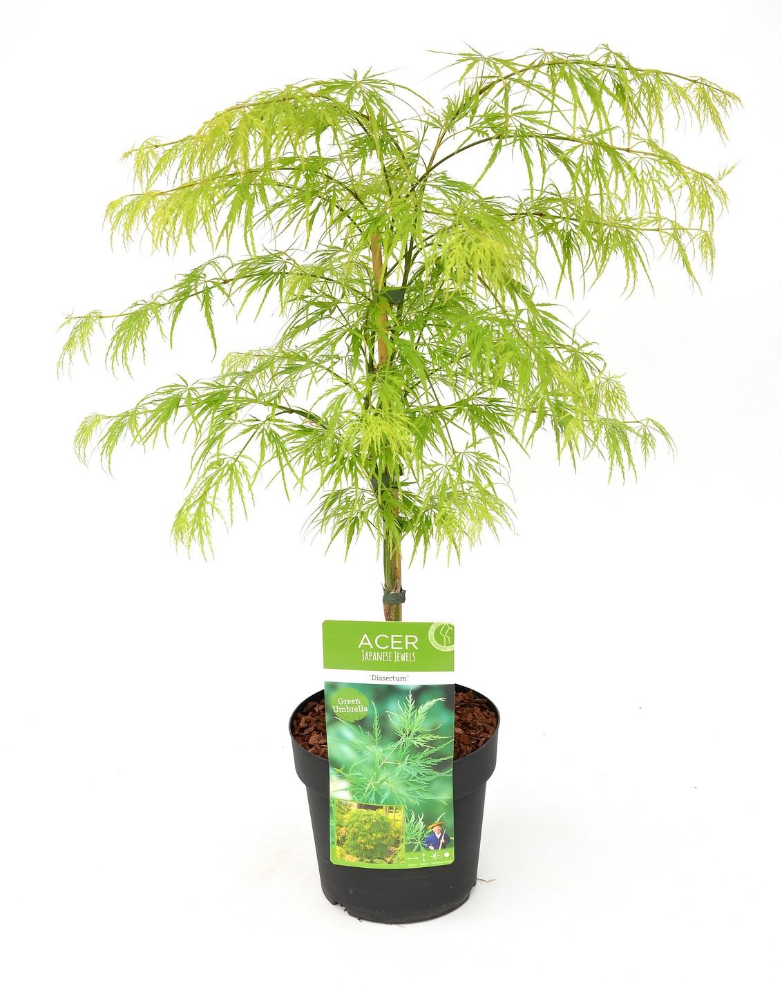 Livraison plante - Erable du japon 'Dissectum' - ↨40cm - Ø19cm - plante d'extérieur