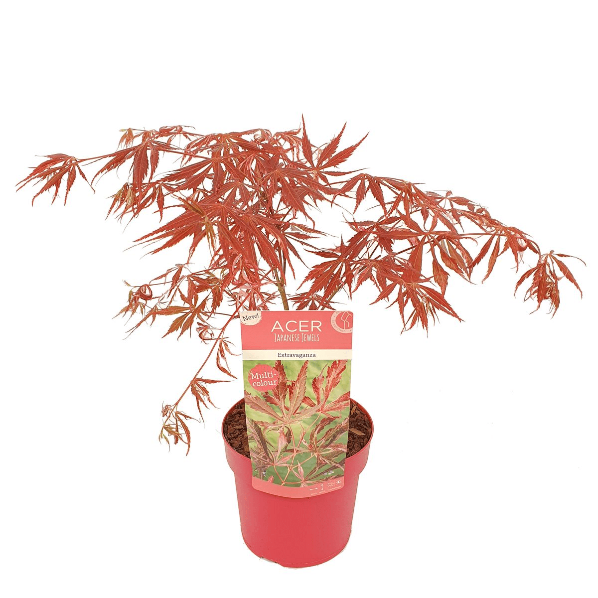 Livraison plante - Erable du japon 'Extravaganza'® - ↨40cm - Ø19cm - plante d'extérieur