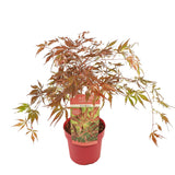 Livraison plante - Erable du japon 'Extravaganza'® - ↨40cm - Ø19cm - plante d'extérieur