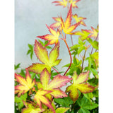 Livraison plante - Erable du japon 'Little Princess' - ↨30cm - Ø19cm - plante d'extérieur
