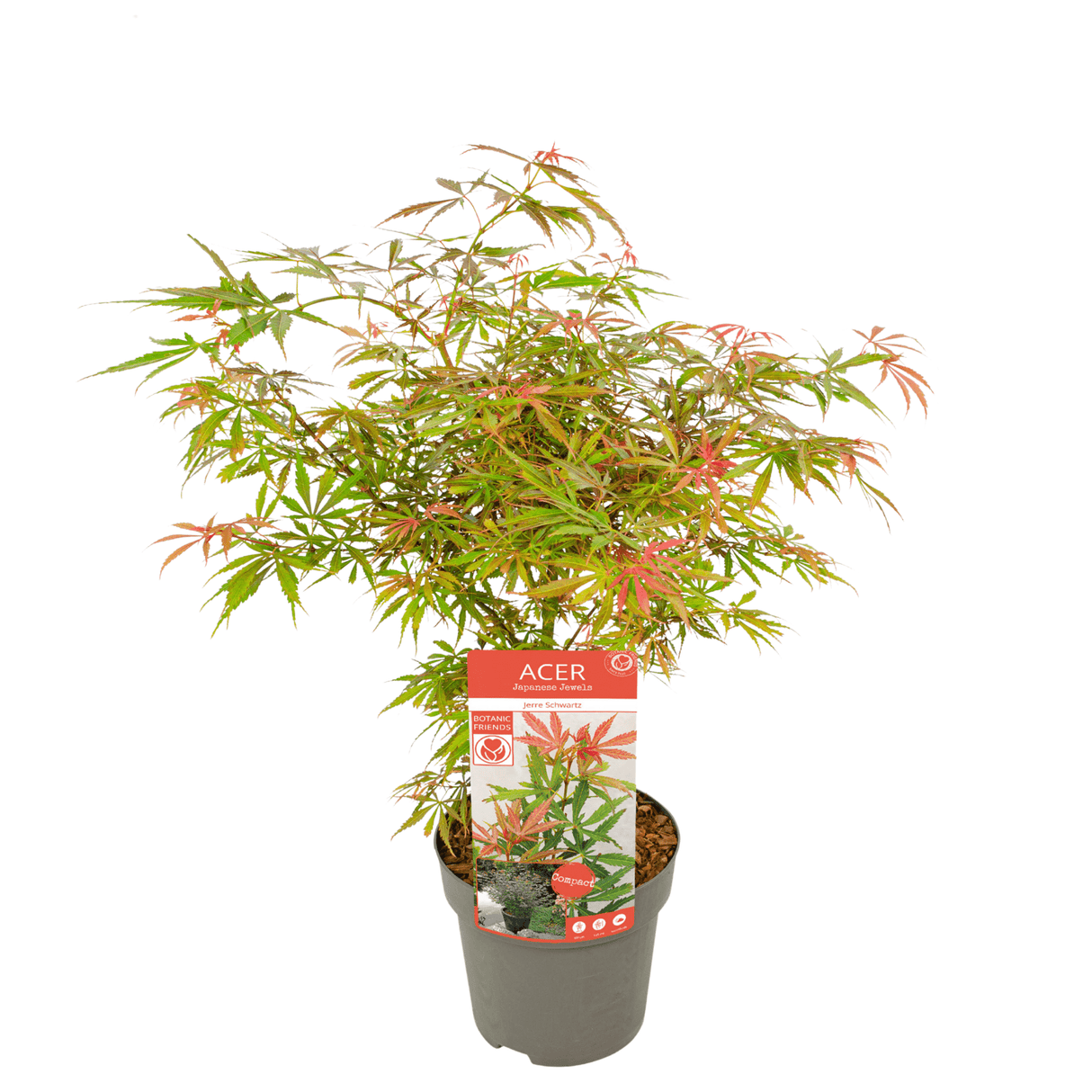 Livraison plante - Erable du japon 'Orange Dream' - ↨30cm - Ø15cm - plante d'extérieur