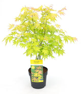 Livraison plante - Erable du japon 'Orange Dream' - ↨40cm - Ø19cm - plante d'extérieur