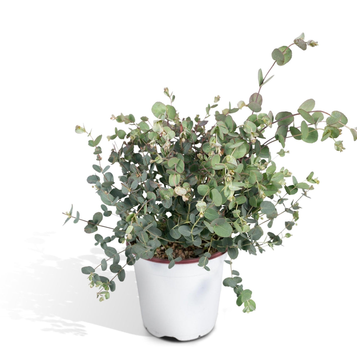 Livraison plante - Eucalyptus - 45 cm - Ø17 - plante d'extérieur