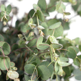 Livraison plante - Eucalyptus - 45 cm - Ø17 - plante d'extérieur