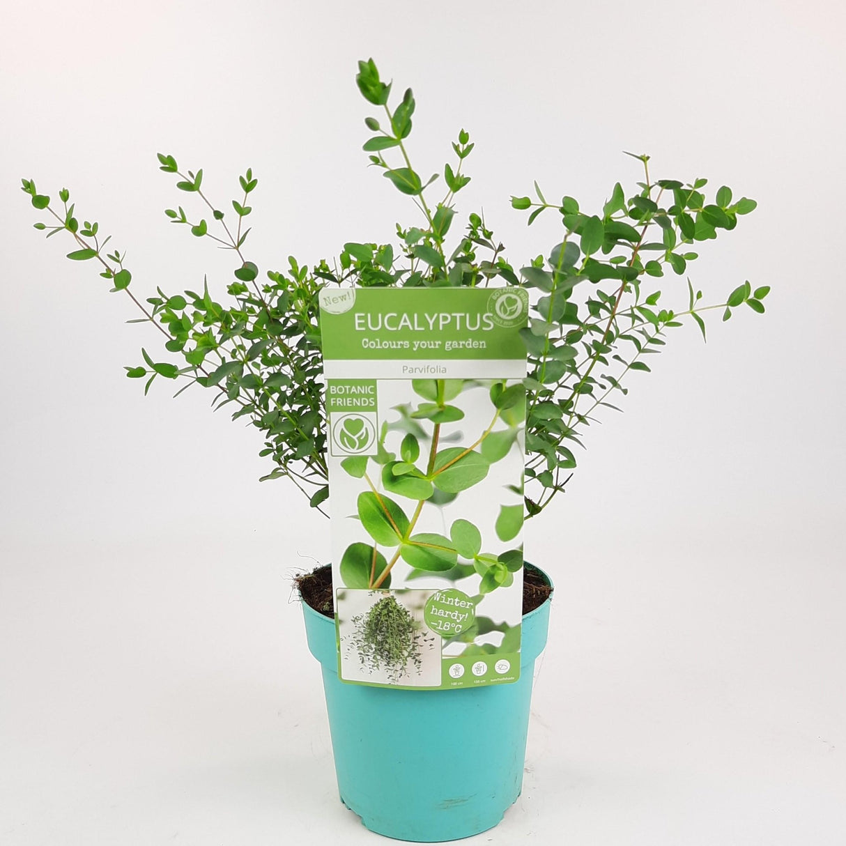 Livraison plante - Eucalyptus parvifolia - ↨30cm - Ø17cm - plante d'extérieur