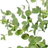 Livraison plante - Eucalyptus parvifolia - ↨30cm - Ø17cm - plante d'extérieur